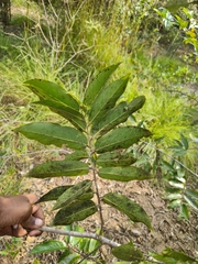 Huberantha cerasoides