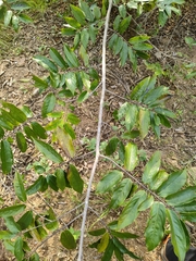 Huberantha cerasoides