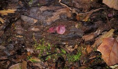 Ascocoryne sarcoides