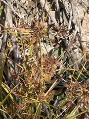 Cyperus eragrostis