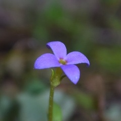Houstonia pusilla