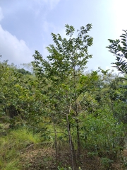 Huberantha cerasoides