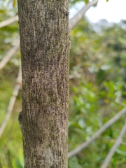 Huberantha cerasoides