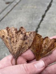 Bartheletia paradoxa