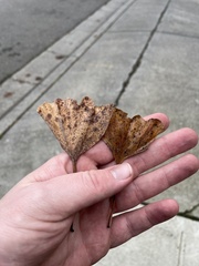 Bartheletia paradoxa