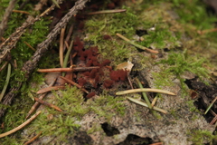 Arcyria stipata