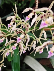 Prosthechea prismatocarpa
