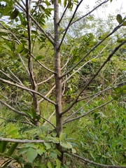 Huberantha cerasoides
