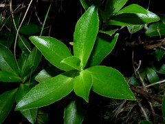 Traversia baccharoides