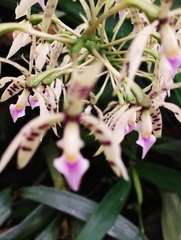 Prosthechea prismatocarpa