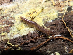 Cleidogona