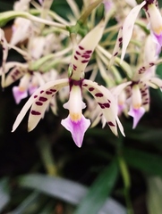 Prosthechea prismatocarpa