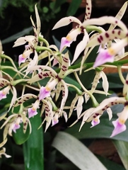 Prosthechea prismatocarpa
