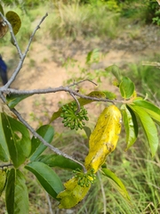 Huberantha cerasoides