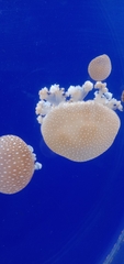 Acromitus flagellatus