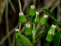 Traversia baccharoides