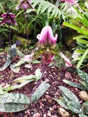 Paphiopedilum