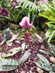 Paphiopedilum