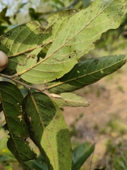 Huberantha cerasoides