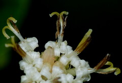Traversia baccharoides