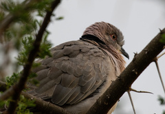 Streptopelia decipiens