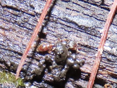 Stigmatomma pallipes