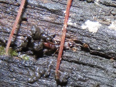 Stigmatomma pallipes