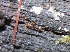 Stigmatomma pallipes