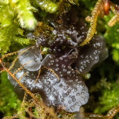 Scytinium polycarpum