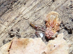 Neobisiidae