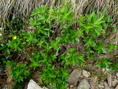 Traversia baccharoides