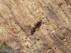 Ponera pennsylvanica