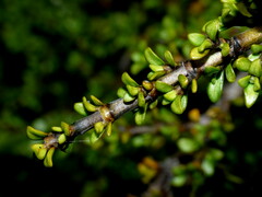 Coprosma fowerakeri