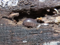 Cylisticus convexus