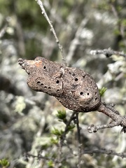 Andricus chrysolepidicola