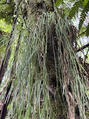 Psilotum complanatum