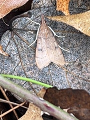 Uresiphita
