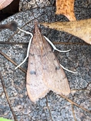 Uresiphita