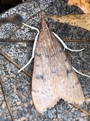 Uresiphita