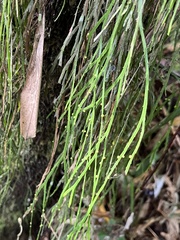 Psilotum complanatum