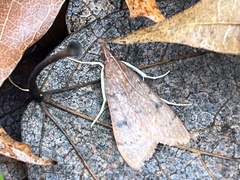 Uresiphita