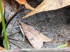 Uresiphita