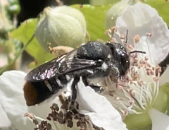 Megachile ferox