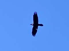 Corvus corax