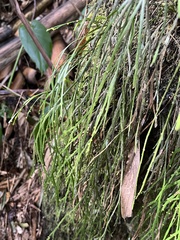 Psilotum complanatum