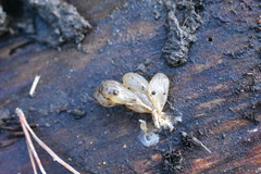 Aneides lugubris