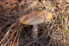 Amanita persicina