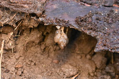 Aneides lugubris