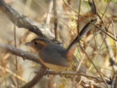 Granatellus venustus