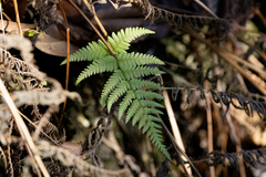 Macrothelypteris torresiana